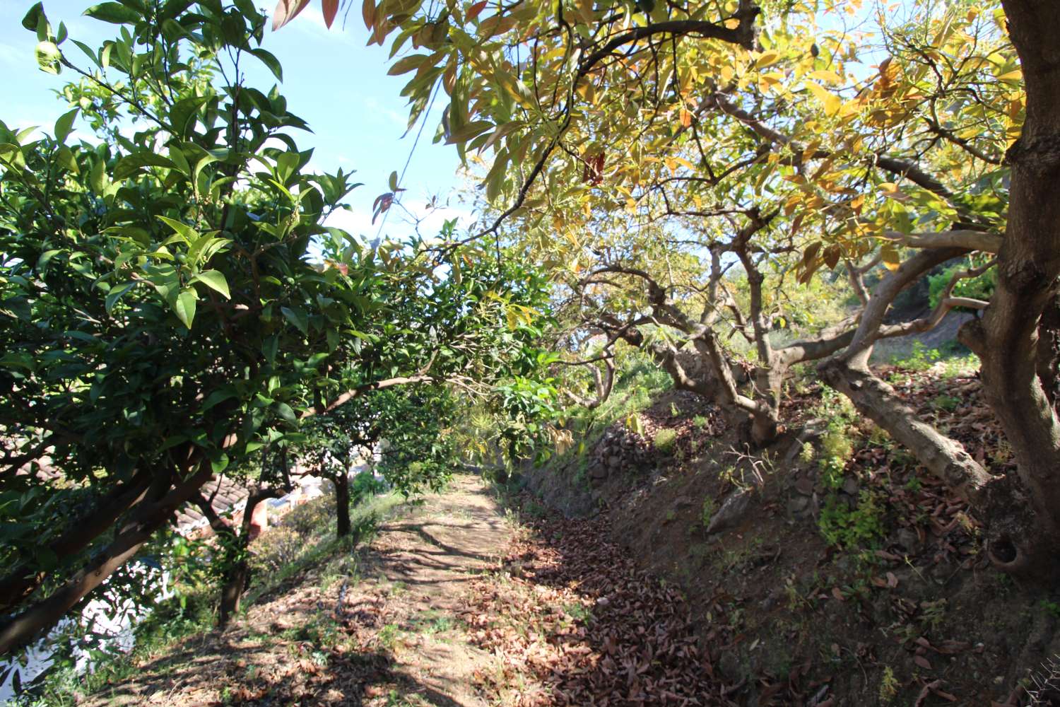 Maison en vente à Torrox